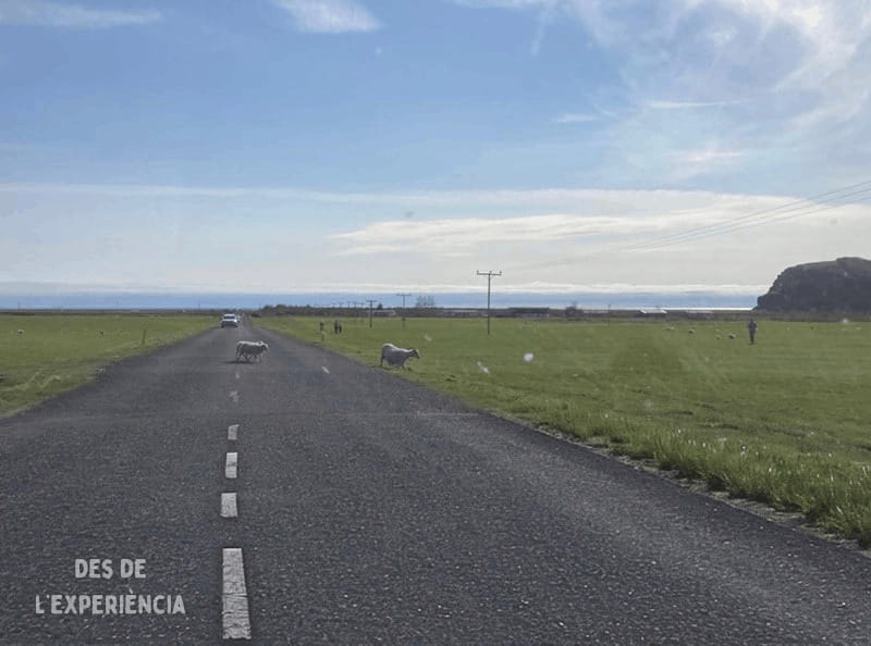 Ovelles a la carretera